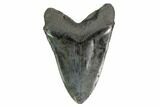 Fossil Megalodon Tooth - Monster Meg Tooth! #146297-2